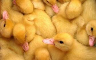 Birds Wallpaper Yellow Ducks Duckling Baby
