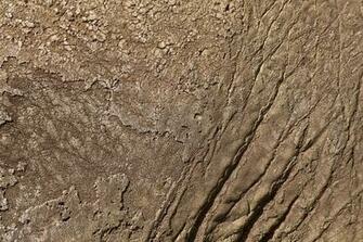 Elephant Skin By Xs9nake