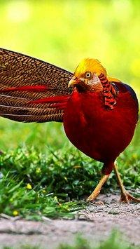 Golden Pheasant Wallpaper V1 For Android