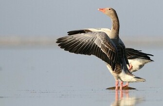 Goose Animal Gray Water