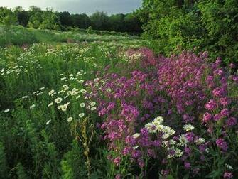 Pin Summer Wildflowers Sunrise Landscape Nature HD City Wallpaper On