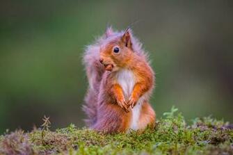 Protein Red Walnut Wallpaper Animals Better