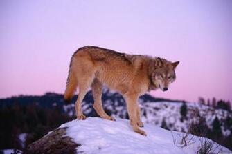 Lone Wolf Wallpaper
