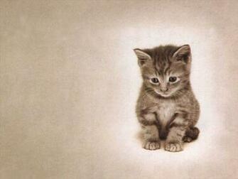 My Cat Desktop Pc And Mac Wallpaper