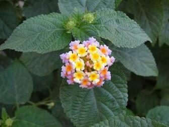 Small Flowers Pictures Widescreen HD Wallpaper