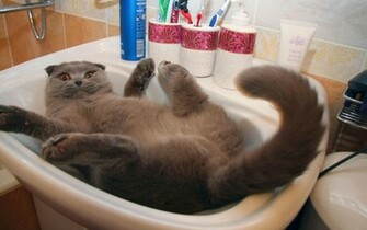 Very Funny Pics Of Cats And Photo Desktop Wallpaper