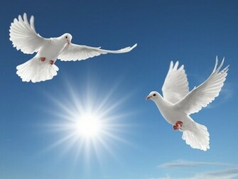 Wallpaper White Dove