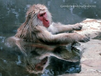 Snow Monkey Desktop Pc And Mac Wallpaper