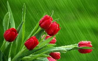 Tulips Spring Rain HD Wallpaper