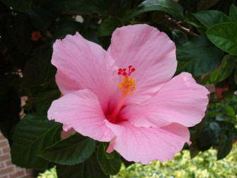 Hibiscus Flower Wallpaper