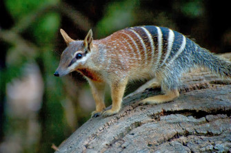 Numbat Wallpaper Animal Hq Picture