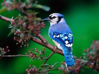 Blue Bird On Tree Branch Wallpaper Birds