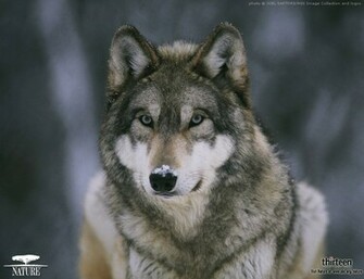 In The Valley Of Wolves Wolf Wallpaper