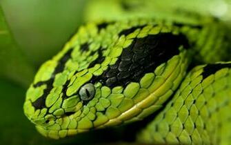 Diamondback Rattlesnake Wallpaper