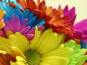Bright Colors Flowers Wallpaper