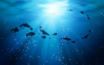 Life Under The Ocean Wallpaper HD