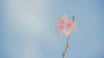 Blue Flowers Aesthetic Wallpaper