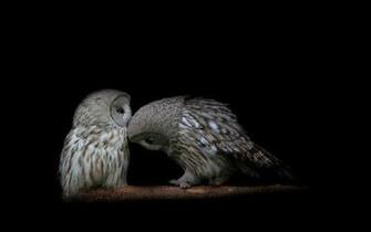 HD Owl Wallpaper Pictures