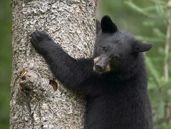 HD Desktop Wallpaper Black Bear Pictures