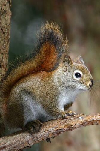 HD Squirrel On Tree iPhone Wallpaper Background