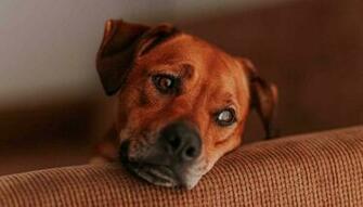 Thai Ridgeback Amazing Wallpaper Forever