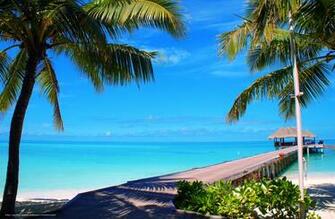 Definition Wallpaper Photo Palm Html