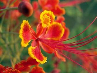 Flowers High Quality Wallpaper HD