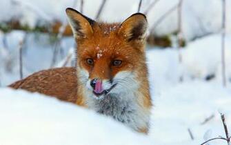 Snow Fox Wallpaper