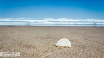 Sand Dollar On Beach Wallpaper