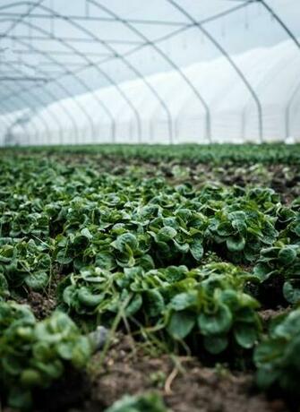 Greenhouse Pictures Image