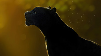 Spirit Black Panther 4k Wallpaper HD Artist
