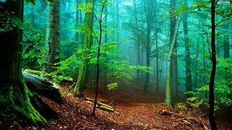 Wallpaper Forest Fog