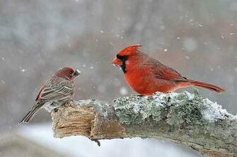 Cardinal Bird Birds In Winter