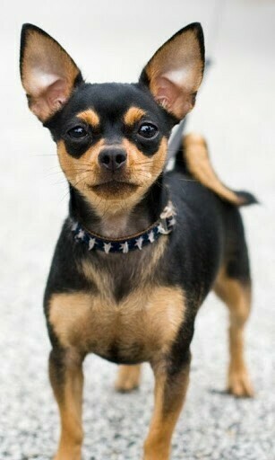 Bigger Chihuahua HD Wallpaper For Android Screenshot