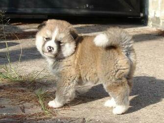 Puppy Foto S En Screensavers Wallpaper Op