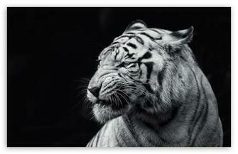 Url Wallpaperwide Tiger Html