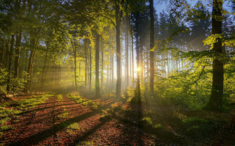 Summer Forest Wallpaper Desktop