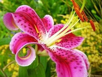 Pink Tiger Lily Wallpaper
