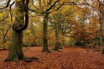 Autumn Forest Photos Wallpaper Desktop Background