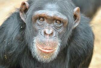 Chimpanzee Wallpaper X Net