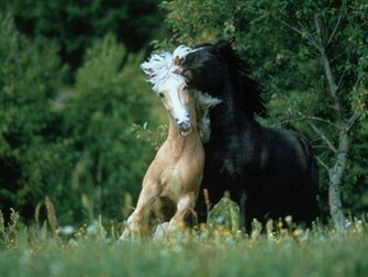 HD Horse Wallpaper Background Photos Pictures