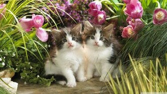 Kitten Cat Desktop Wallpaper