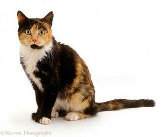 Wp16692 Undernourished Tortoiseshell Cat Tortie Toes