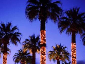 Palm Trees Decorated With Lights Springs California Usa