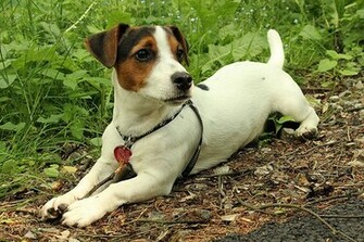 Jack Russel