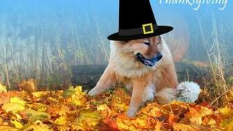 Happy Thanksgiving Wallpaper Hq Desktop