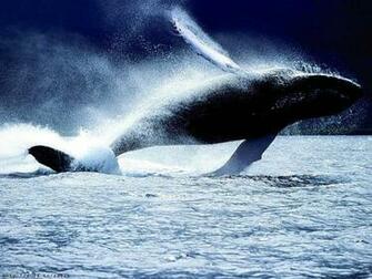 Whales Image Whale HD Wallpaper And Background Photos