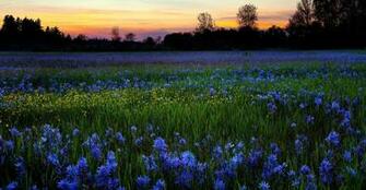 Spring Garden Desktop Wallpaper HD Background Of Your