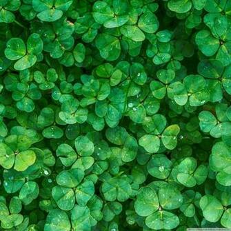 Happy St Patrick S Day 4k HD Desktop Wallpaper For