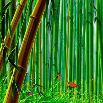 Bamboo Forest HD Desktop Wallpaper